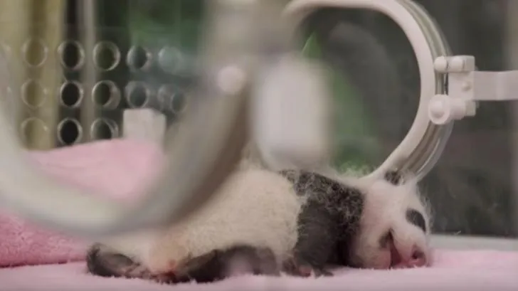 панда панда