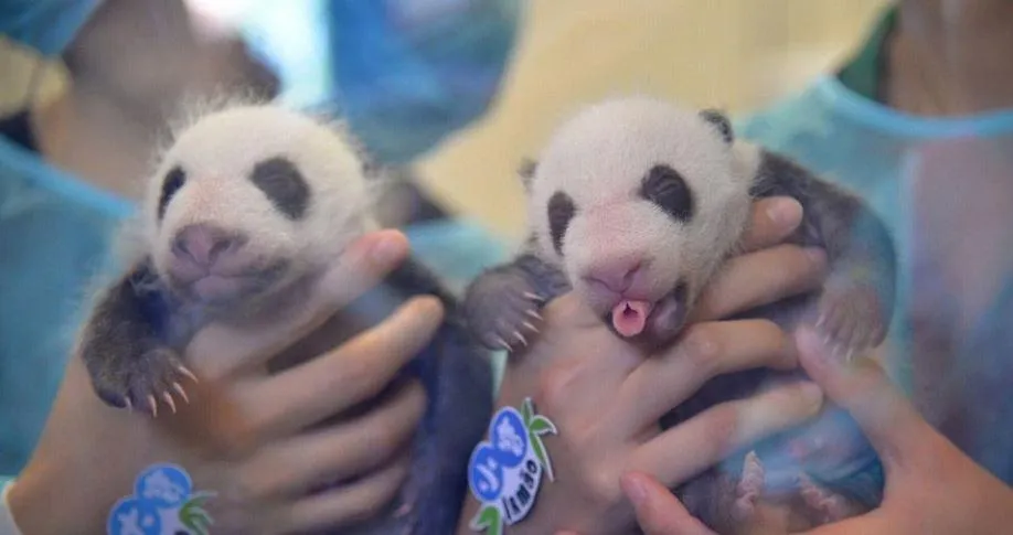 панда панда