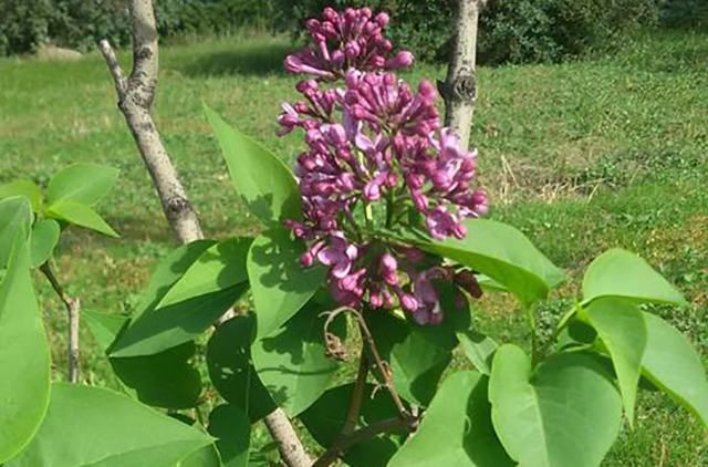 В Днепре посреди осени зацвели сирень и вишня: невероятные фото В Днепре посреди осени зацвели сирень и вишня: невероятные фото