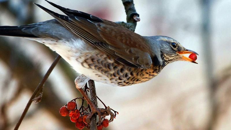 Американський штат заполонили п'яні птахи, довелось підключити поліцію Американський штат заполонили п'яні птахи, довелось підключити поліцію