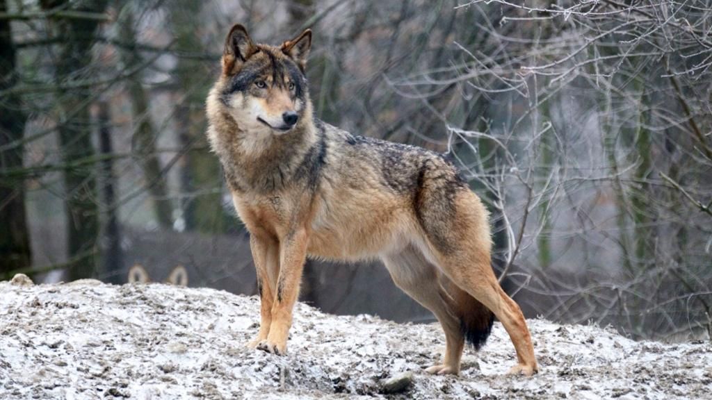 На Тернопільщині вовк напав на жінку: розповідь потерпілої