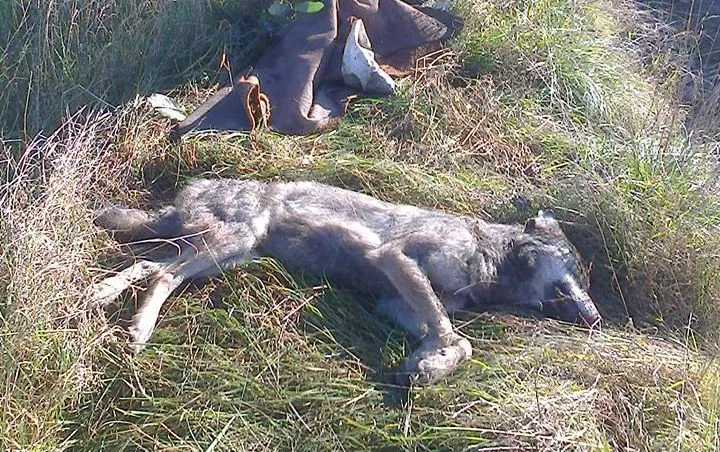 Вовка вбили мисливці наступного дня