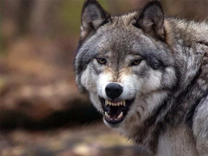 На Тернопольщине волк напал на женщину: рассказ потерпевшей