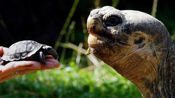 На Галапагосских островах неизвестные украли более сотни детенышей редких черепах