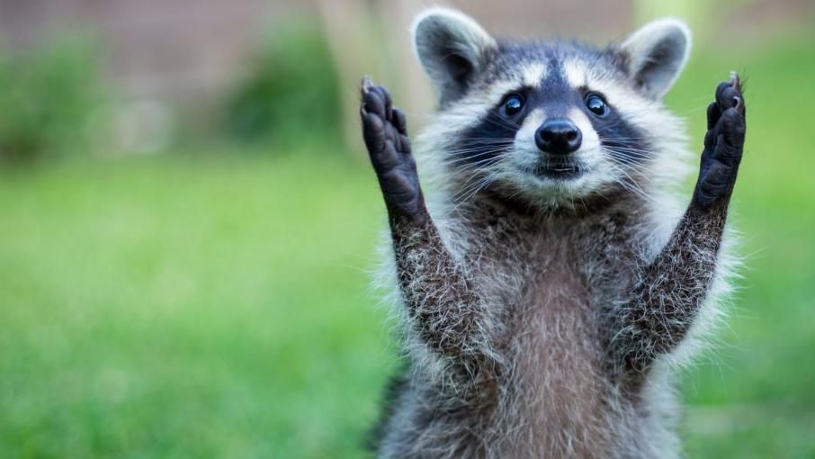 На концерт американця в лісі прийшли 20 єнотів: потішне відео На концерт американця в лісі прийшли 20 єнотів: потішне відео