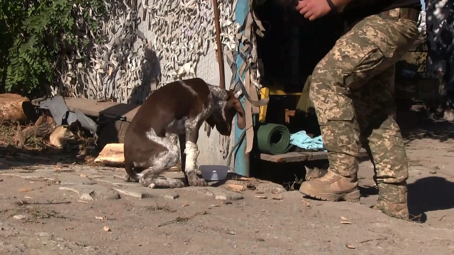 війна на донбасі врятування собак війна на донбасі врятування собак