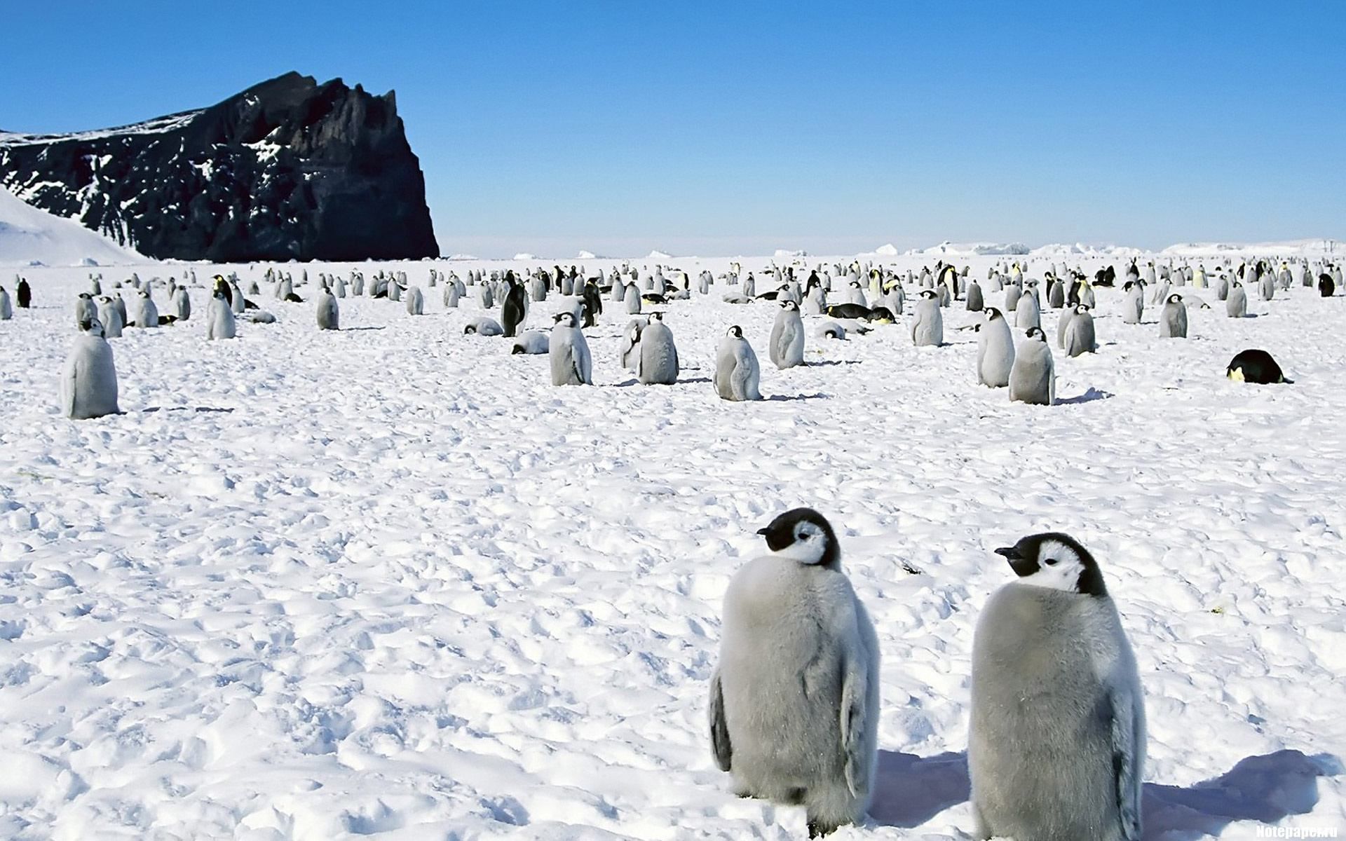 Украинцы поборются за конкурсное место в Антарктиде