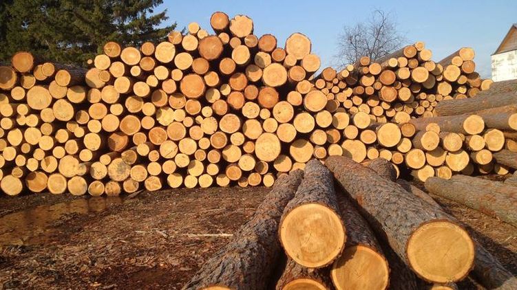 ЄС готовий розпочати торговий арбітраж проти України через заборону вивозу лісу-кругляку
