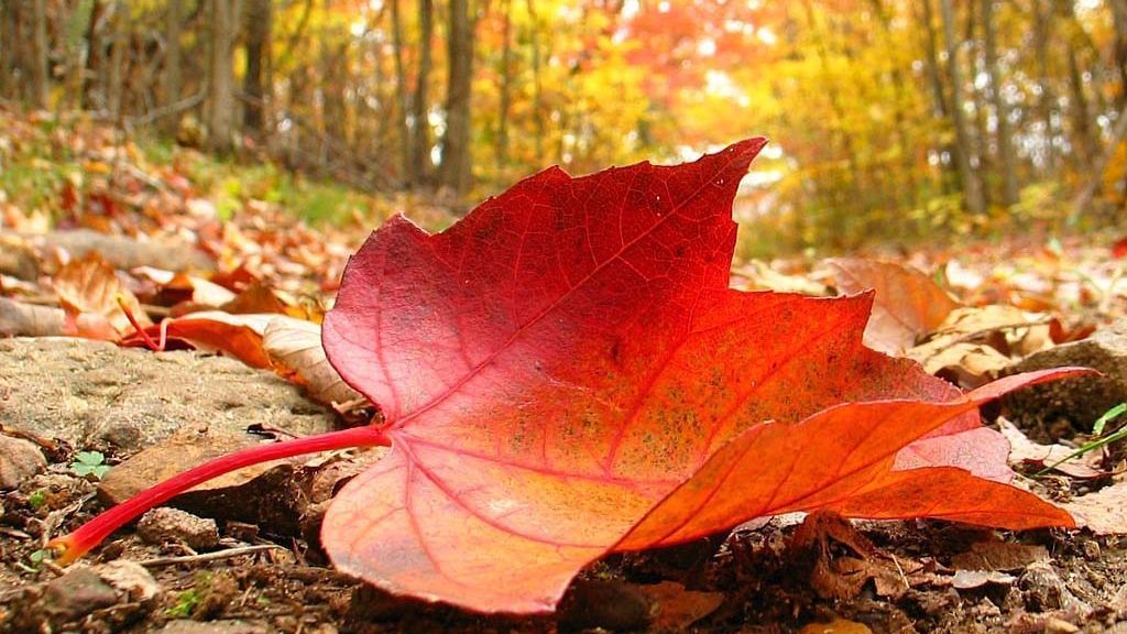 Синоптики зафиксировали в Киеве температурный рекорд Синоптики зафиксировали в Киеве температурный рекорд