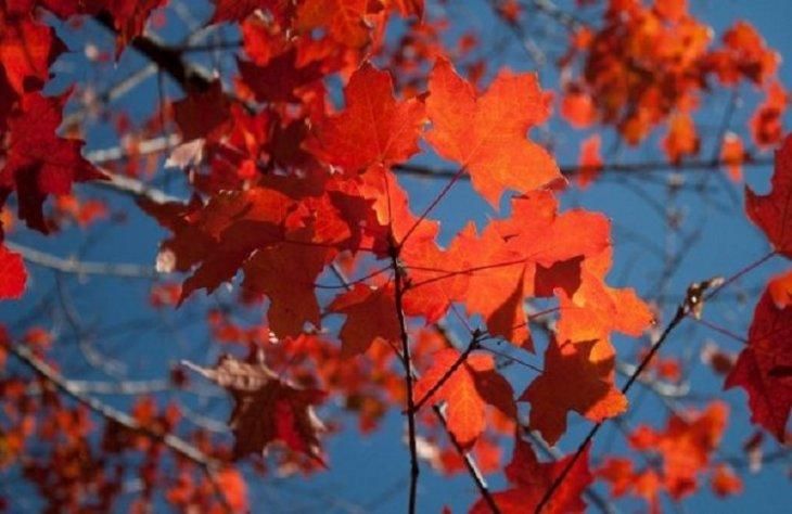 Неочікувано тепла осінь продовжує бити рекорди: дані метеорологів