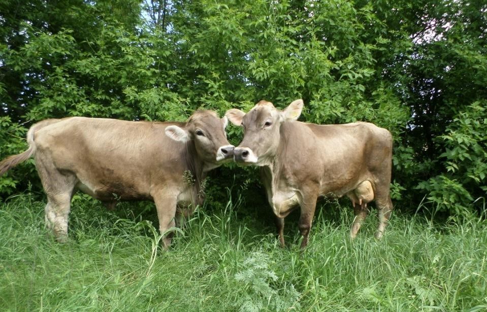 "Укрлендфарминг" предложил решение проблемы с дорогими кормами для животноводства