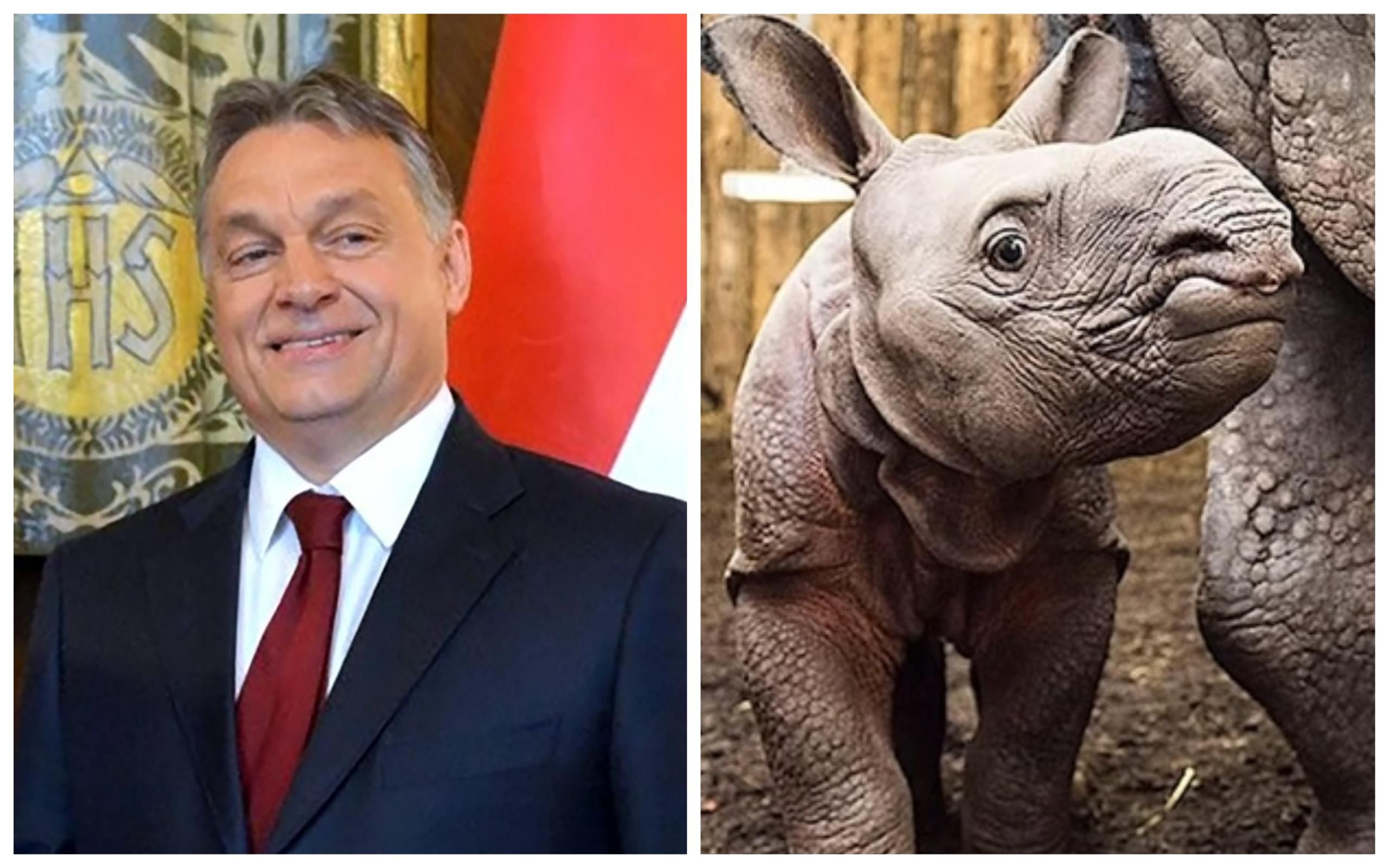 Венгерский премьер Орбан "усыновил" носорога: в сети выбирают животному имя