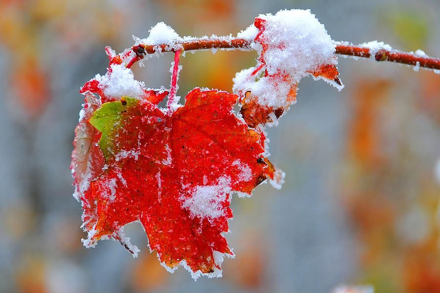 Мокрий сніг, холод та вітер: якою буде погода в Україні наступного тижня
