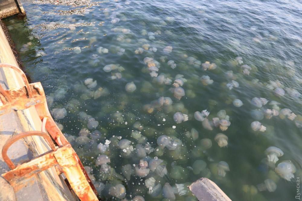 Одещину атакують медузи та комарі: нашестя зняли на фото та відео