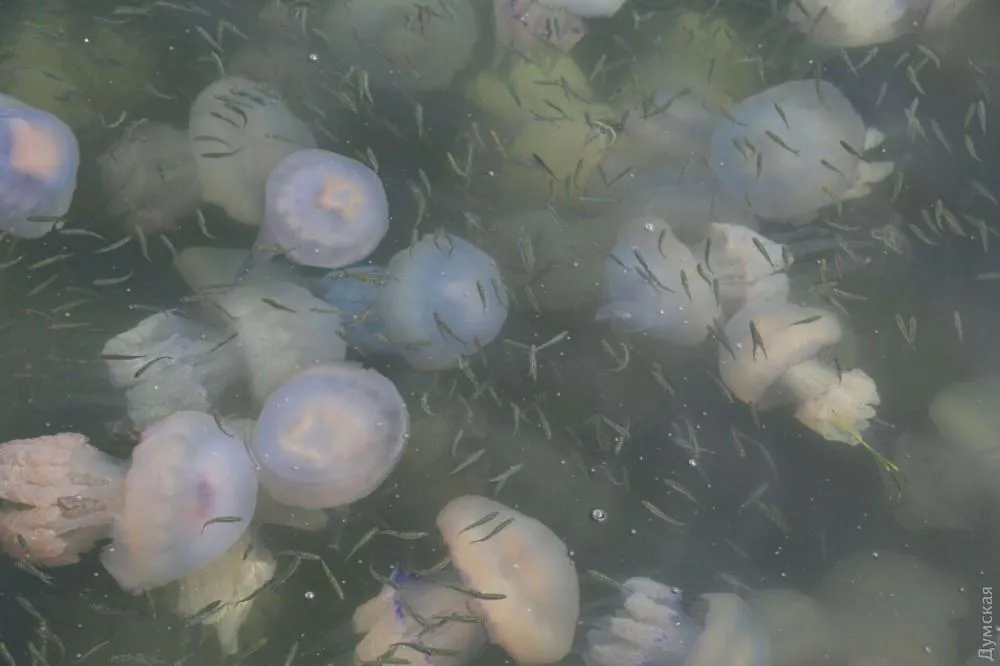 Одеса медузи нашестя
