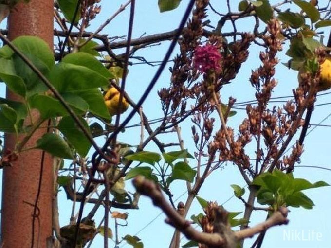 У Миколаєві посеред осені зацвів бузок – втретє за рік У Миколаєві посеред осені зацвів бузок – втретє за рік