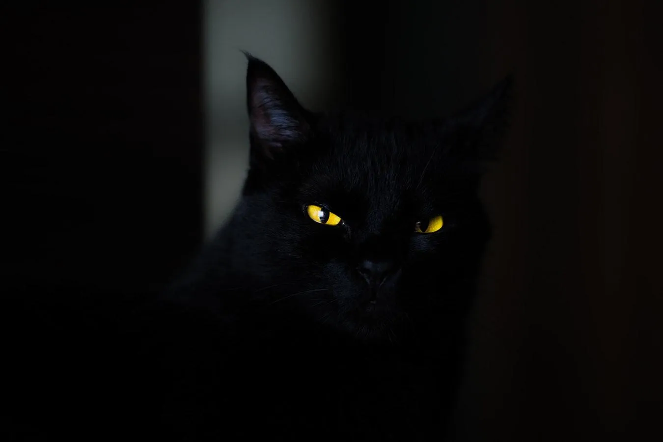чорний кіт хелловін