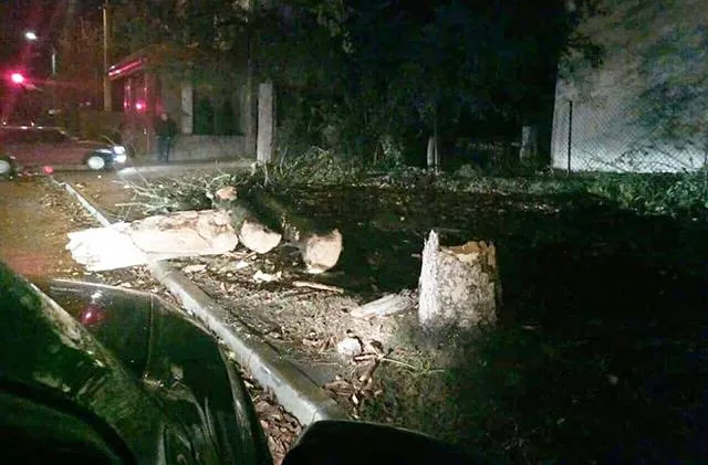 Негода Україна Луцьк повалені дерева