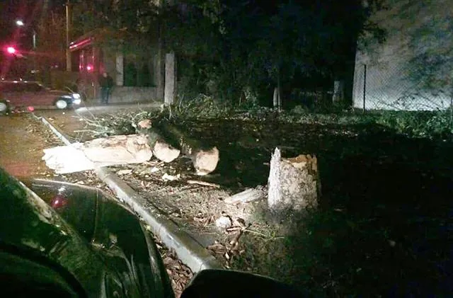 Негода Україна Луцьк повалені дерева Негода Україна Луцьк повалені дерева
