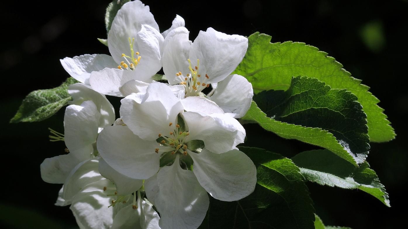 Аномальна осінь по-українськи: у Запоріжжі розцвіли яблуні Аномальна осінь по-українськи: у Запоріжжі розцвіли яблуні