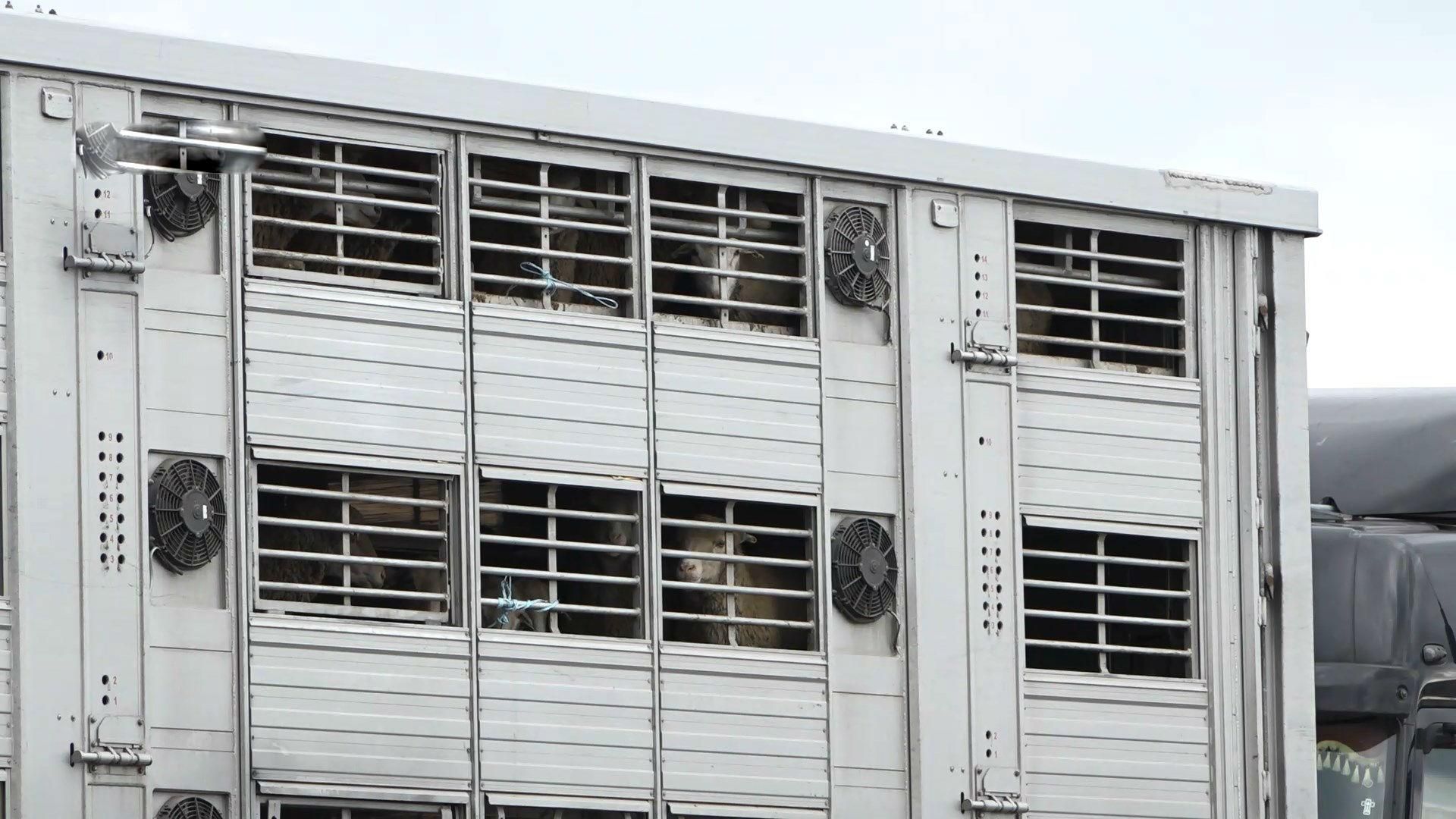 У порту на Одещині у вантажівці без їжі помирає близько 300 овець: відео У порту на Одещині у вантажівці без їжі помирає близько 300 овець: відео