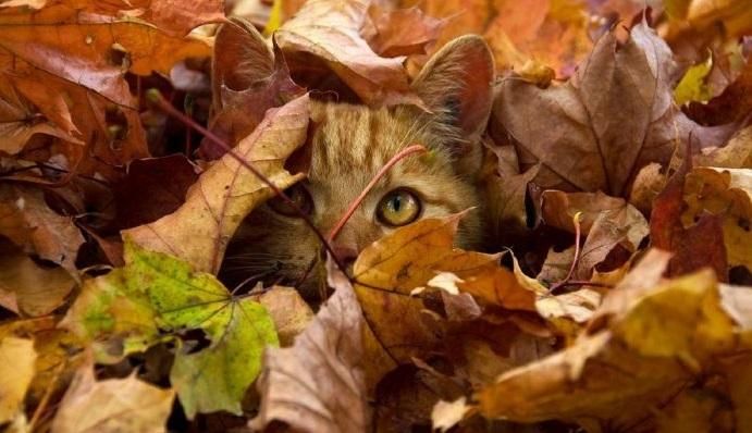 Возвращение бабьего лета: когда в Украине потеплеет и надолго ли Возвращение бабьего лета: когда в Украине потеплеет и надолго ли