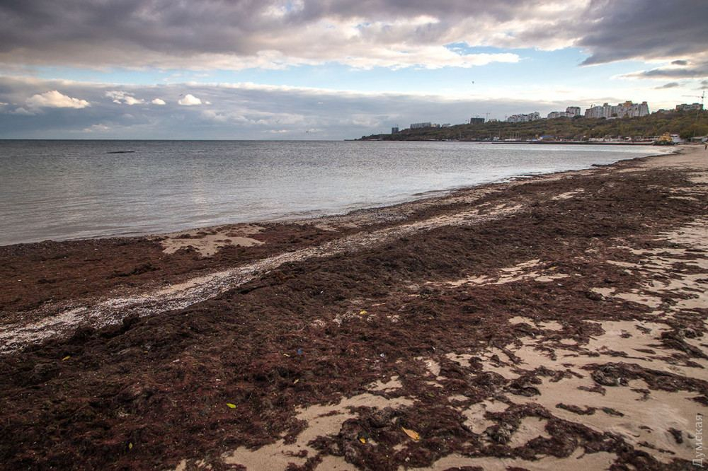 В Одессе отступило море: впечатляющие кадры природного явления