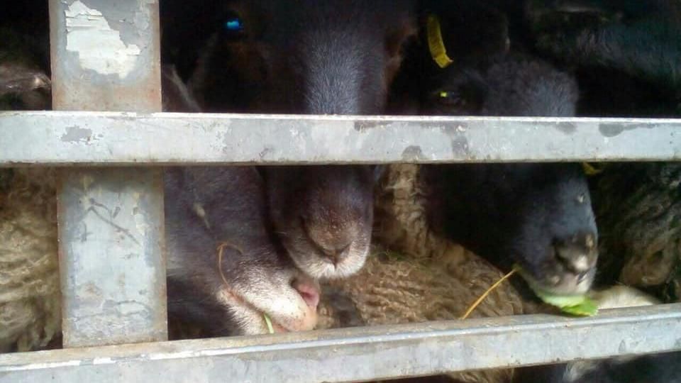 Животные кричат из последних сил: активисты сопровождают фуру с умирающими овцами в Тульчин