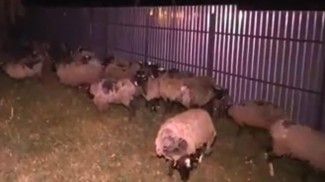 Фура з вівцями, яких тижнями тримали без їжі, прибула у Тульчин: відео