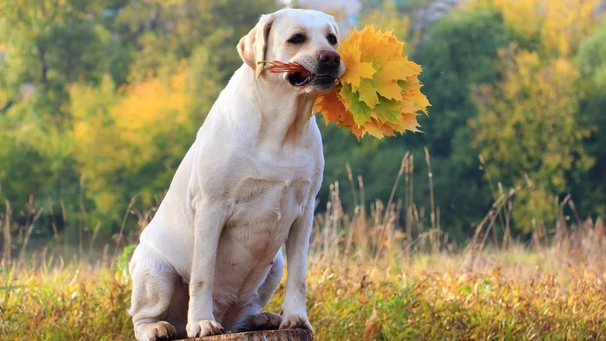 Собака потішно реагує на гору листя: відео, що підірвало мережу 