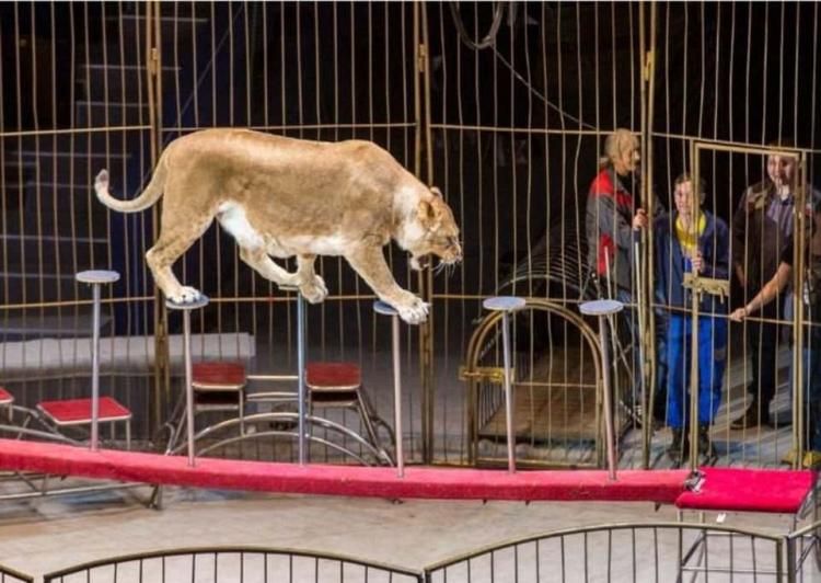 Львица в цирке напала на ребенка: опубликовано видео 18+