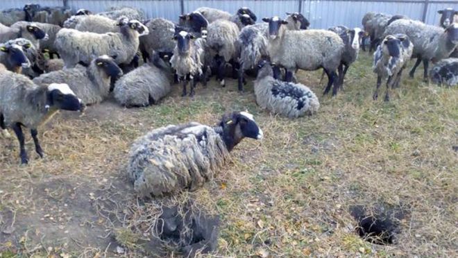 Через овець, яких морили голодом два тижні, можуть оголосити карантин у трьох областях