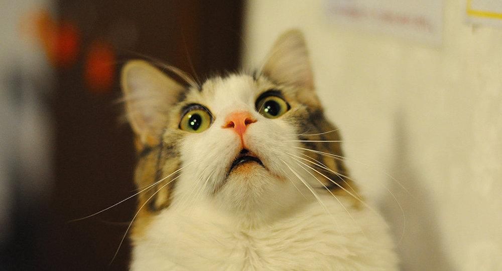 Люди "позволили" искусственному интеллекту убивать котиков Люди "позволили" искусственному интеллекту убивать котиков