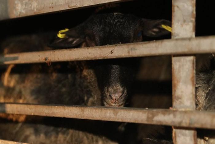Врятовані вівці, яких тижнями морили голодом, продовжують гинути