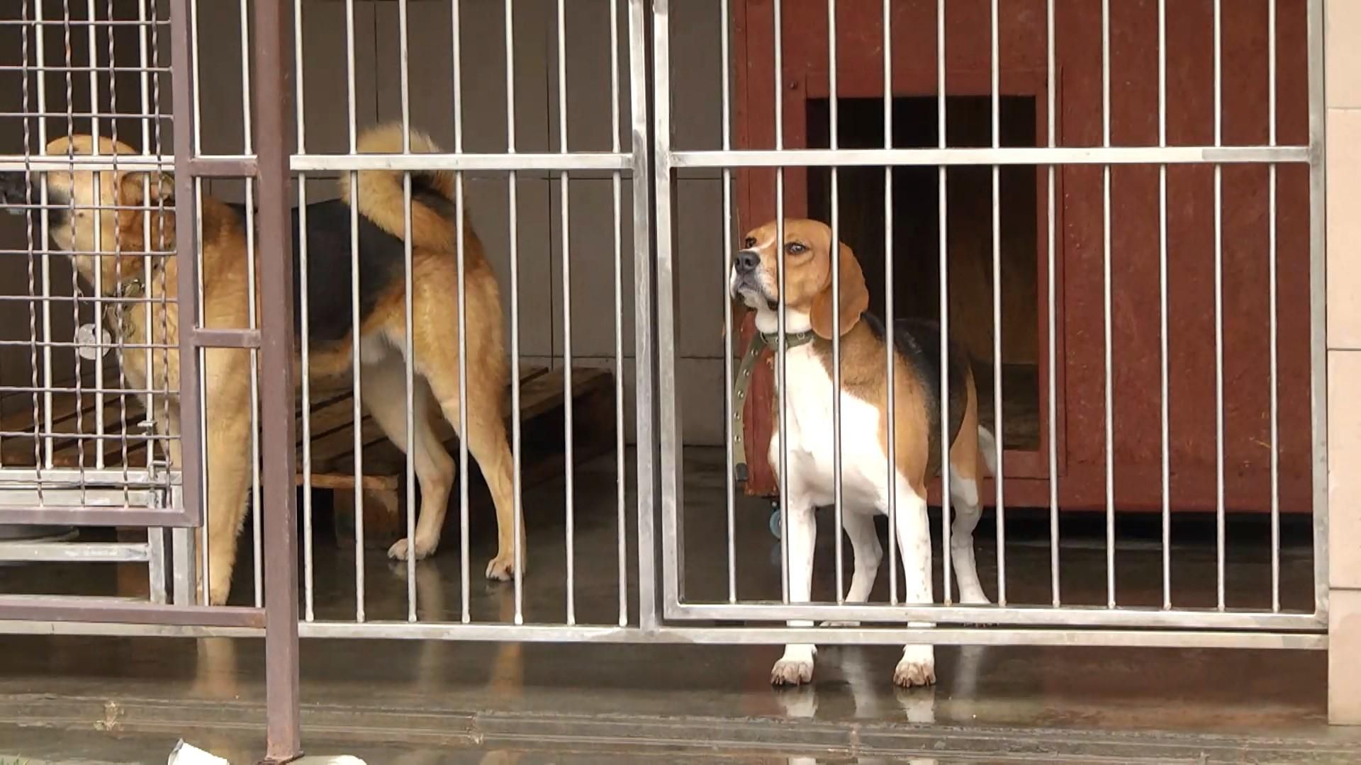 На Львівщині знайшли новий дім для тисячі безпритульних тварин На Львівщині знайшли новий дім для тисячі безпритульних тварин