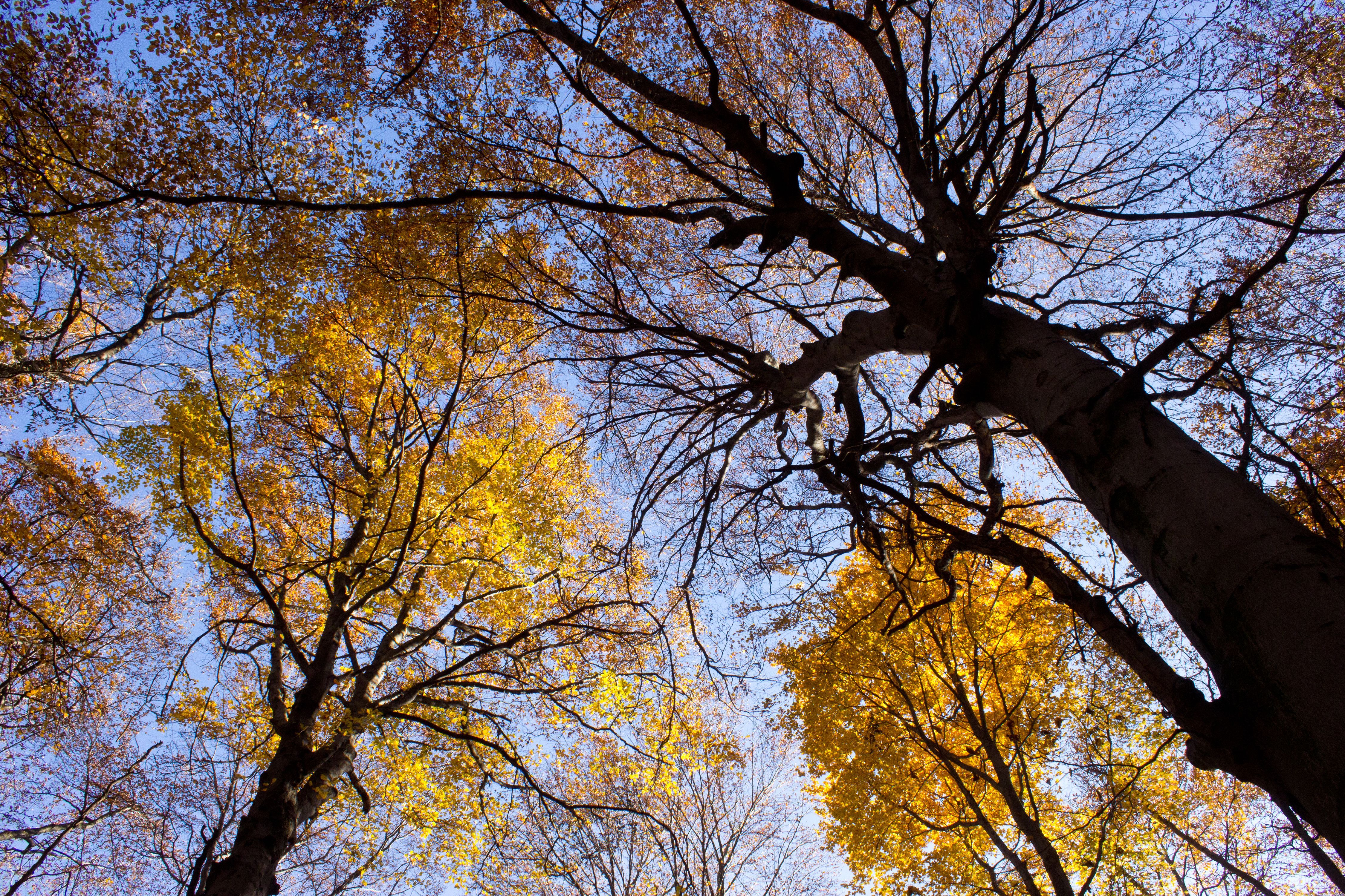 Погода 1 ноября 2018 Украина: осеннее тепло продолжается Погода 1 ноября 2018 Украина: осеннее тепло продолжается