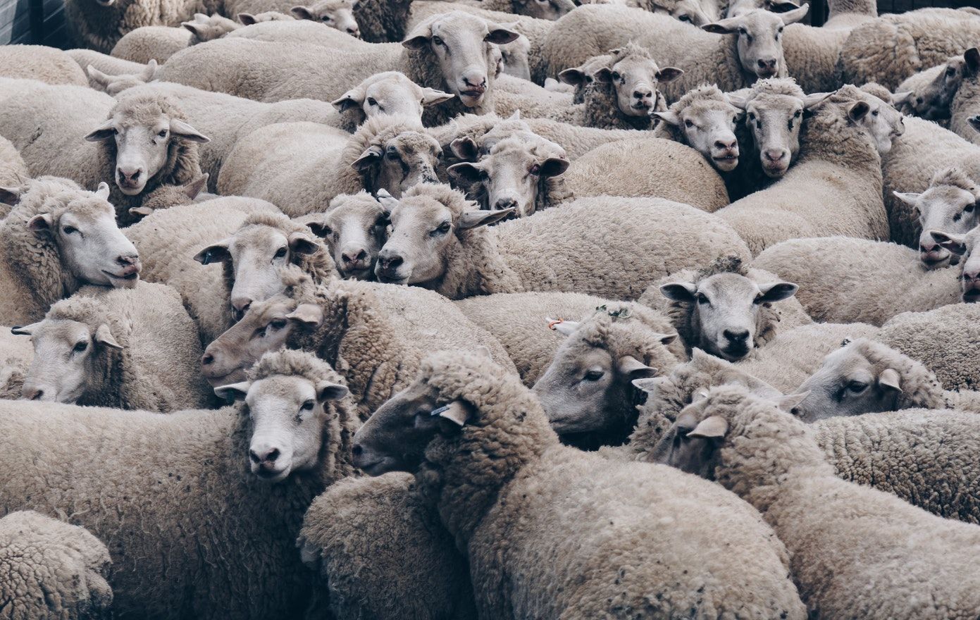 Після епопеї з вівцями в порту на Одещині суттєво змінили правила перевезення тварин