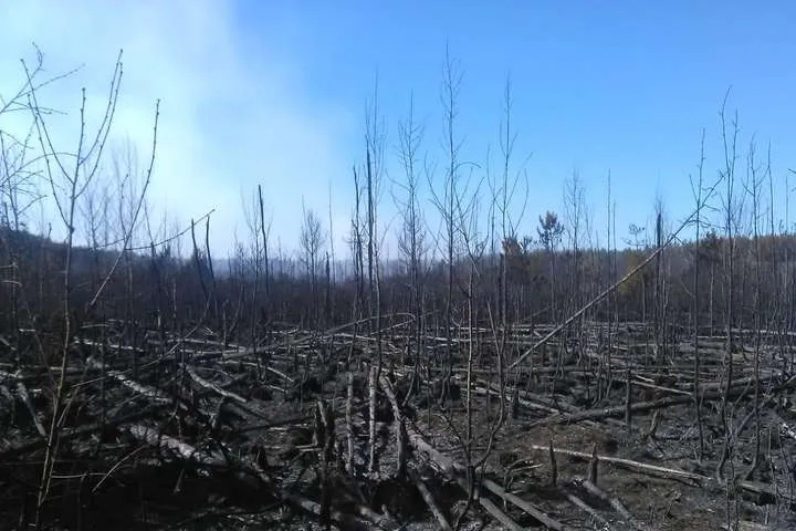 Пожежа в лісі