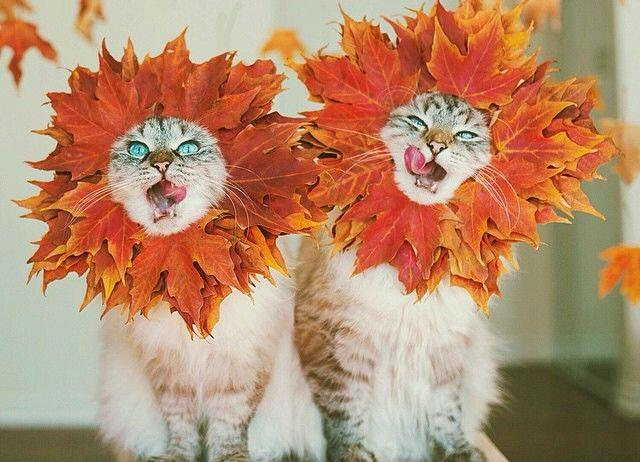 Погода 3 ноября 2018 Украина - сохранится осеннее тепло