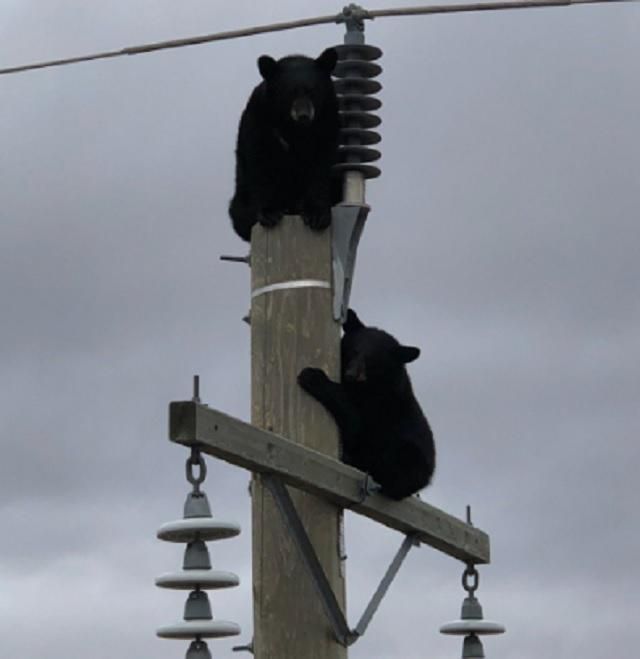 У Канаді двоє ведмедів заснули на електроопорі: кумедне відео