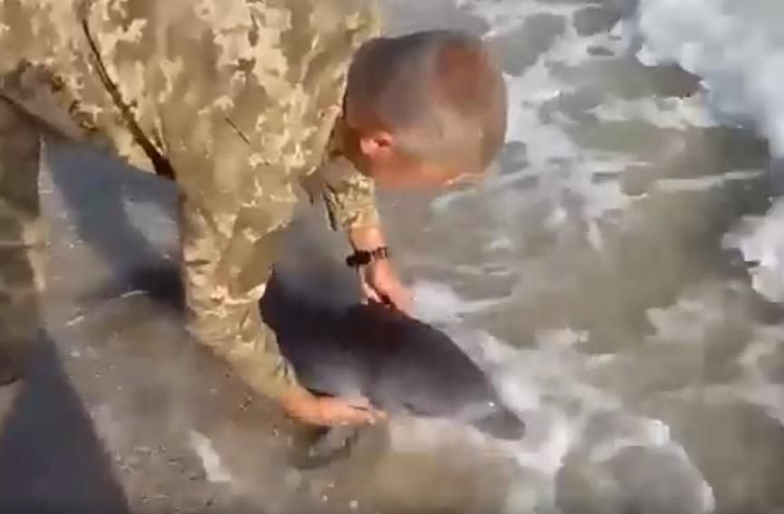 "Война никогда не убьет добро": как украинский военный спасал дельфина