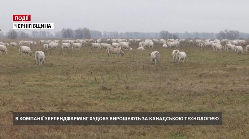 В компанії "Укрлендфармінг" Бахматюка худобу вирощують за канадською технологією