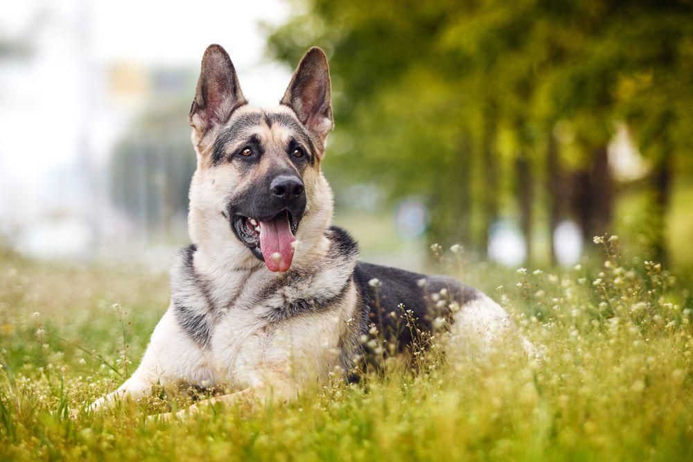 Рожденные защищать: под Киевом впервые состоялись соревнования среди восточноевропейских овчарок Рожденные защищать: под Киевом впервые состоялись соревнования среди восточноевропейских овчарок
