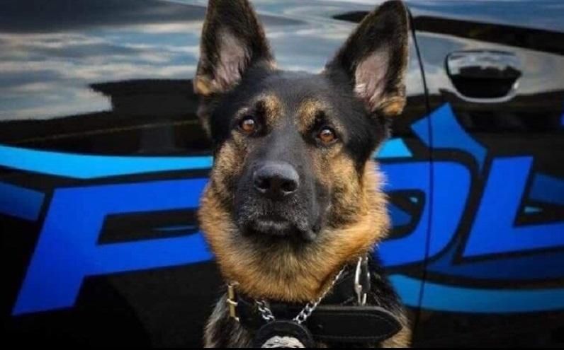 Американец поплатился жизнью застрелив полицейского пса Американец поплатился жизнью застрелив полицейского пса