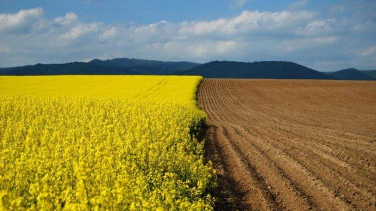 Заборона на продаж землі: Європейський суд призначатиме компенсацію українцям до 75 тисяч євро