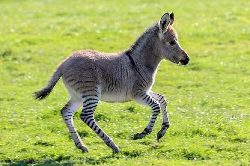 В Великобритании родился редкий гибрид осла и зебры