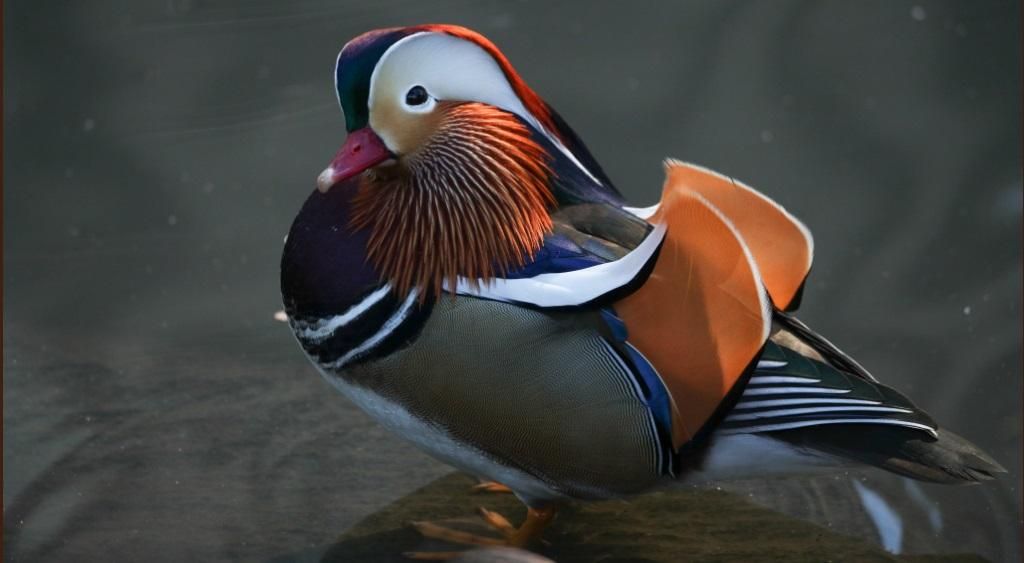 В Нью-Йорке утка-мандаринка стала звездой интернета В Нью-Йорке утка-мандаринка стала звездой интернета