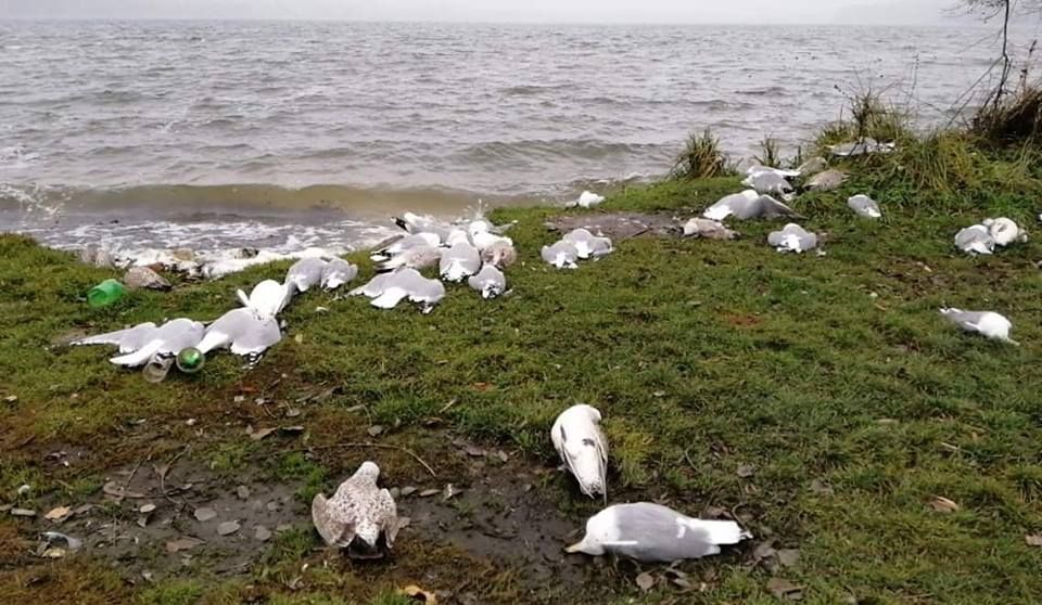 В Тернополе возле озера погибли сотни птиц : жуткие фото