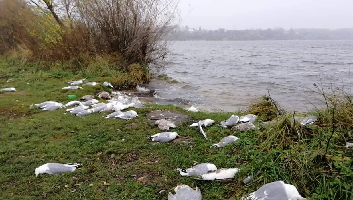 Масова загибель птахів біля Тернопільського озера