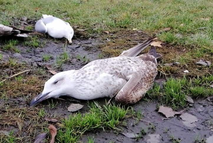 Массовая гибель птиц на Тернопольском озере: в чем причина и несет ли это угрозу людям